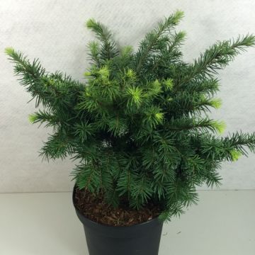 Pseudotsuga menziesii Fletcheri - Abete di Douglas