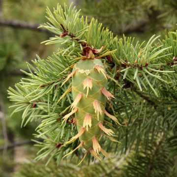 Pseudotsuga menziesii - Abete di Douglas