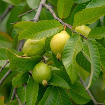 Guaiava Limon - Psidium guajava