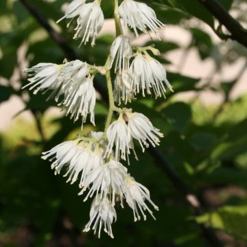 Pterostyrax hispida