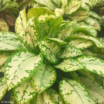 Pulmonaria Moonshine