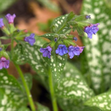 Pulmonaria Twinkle Toes