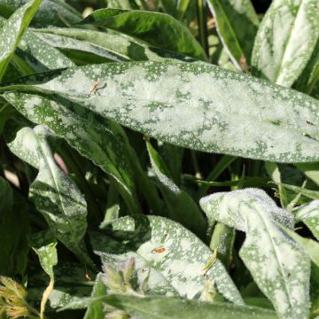 Pulmonaria longifolia subsp. cevennensis