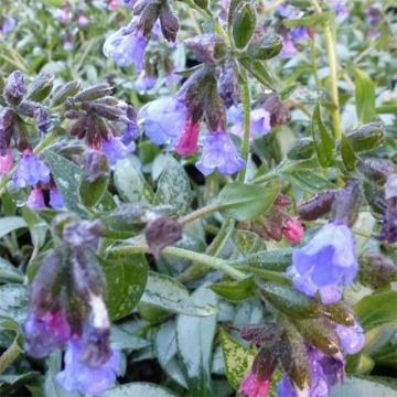 Pulmonaria Samourai