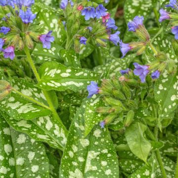 Pulmonaria Trevi Fountain