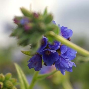 Pulmonaria longifolia E.B Anderson