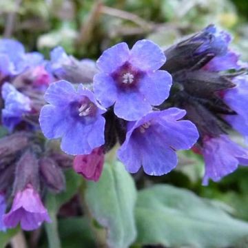 Pulmonaria officinalis - Polmonaria maggiore