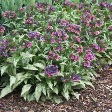 Pulmonaria saccharata Silver Bouquet - Polmonaria chiazzata