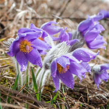 Pulsatilla patens