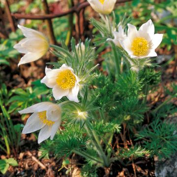 Pulsatilla vulgaris Alba - Fiore di Pasqua bianca