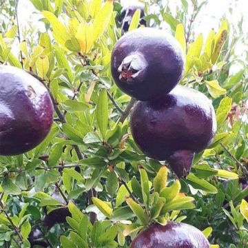 Melograno Black Fruit - Punica granatum