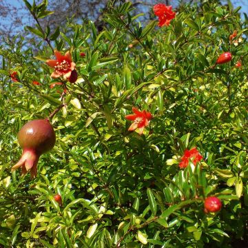 Melograno Nana - Punica granatum