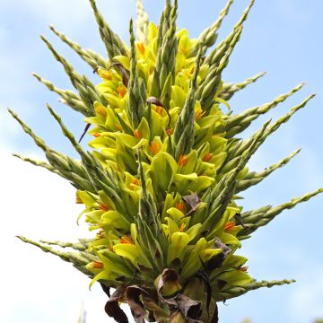 Puya chilensis