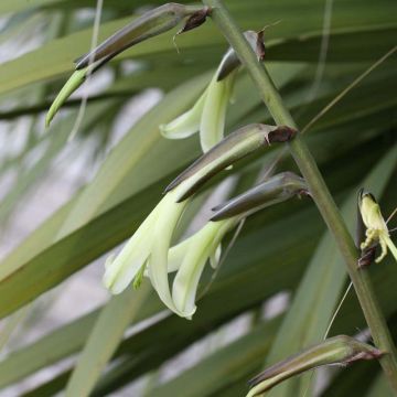 Puya mirabilis