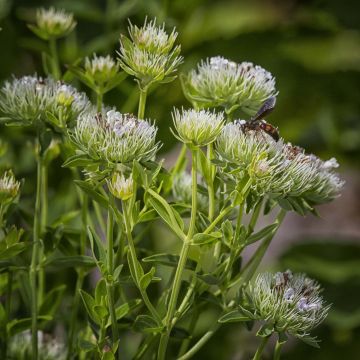 Pycnanthemum flexuosum - Menta di montagna