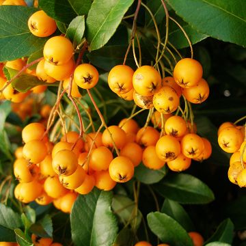 Pyracantha Golden Charmer