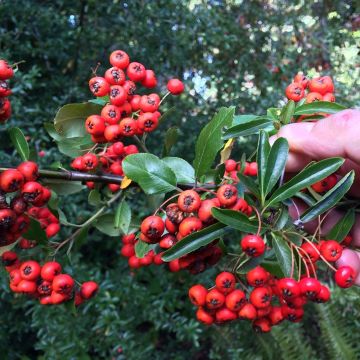 Pyracantha Mohave