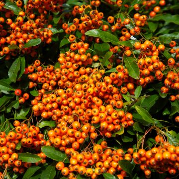 Pyracantha Orange Glow