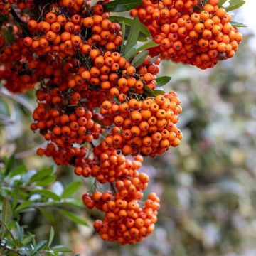 Pyracantha SAPHYR Orange