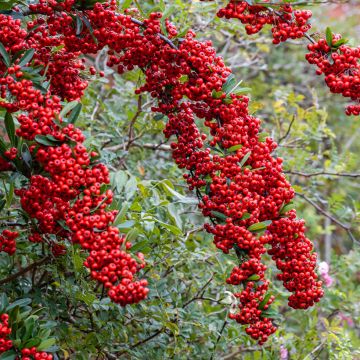 Pyracantha SAPHYR Rouge