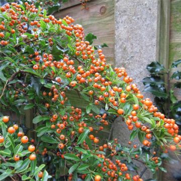 Pyracantha Teton