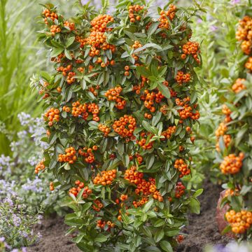 Pyracantha Orange Star