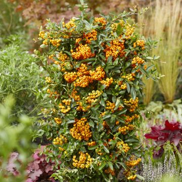 Pyracantha Sunny Star