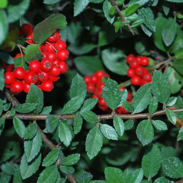 Pyracantha Red Column