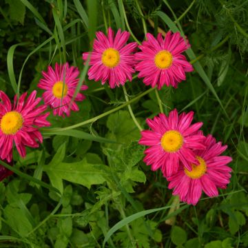 Tanacetum coccineum Robinson's Red