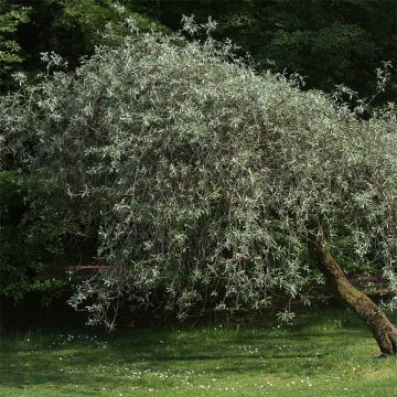 Pero a foglie di salice Pendula