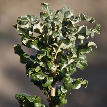 Quercus cerris Curly Head - Cerro