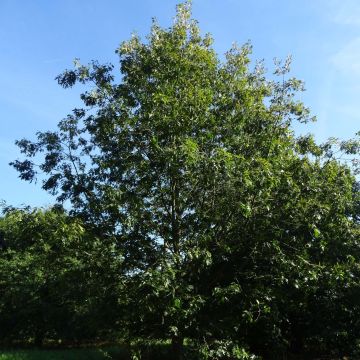 Quercus coccinea Splendens - Quercia scarlatta