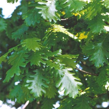 Quercus frainetto