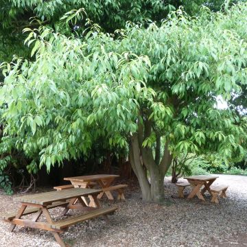 Quercus myrsinifolia - Quercia