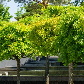 Quercus palustris Green Dwarf - Quercia palustre