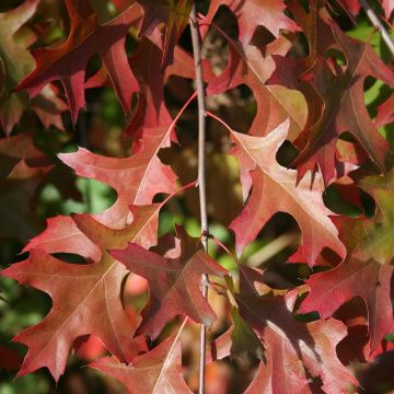 Quercus palustris Isabel - Quercia palustre