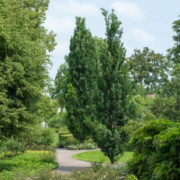 Quercus robur Fastigiata Koster - Farnia