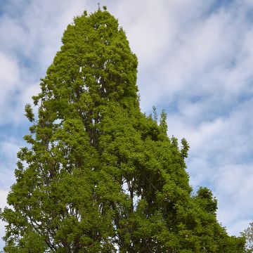 Quercus robur Fastigiata - Farnia