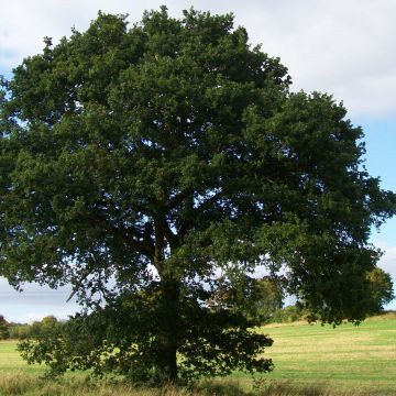 Quercus robur - Farnia