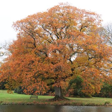 Quercus rubra - Quercia rossa