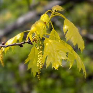 Quercus rubra Aurea - Quercia rossa