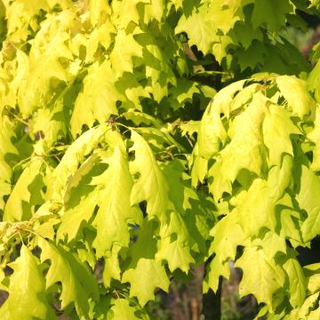 Quercus rubra Aurea - Quercia rossa