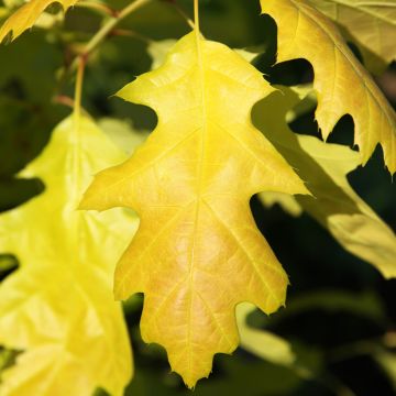 Quercus rubra Boltes Gold - Quercia rossa