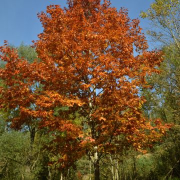 Quercus rubra - Quercia rossa