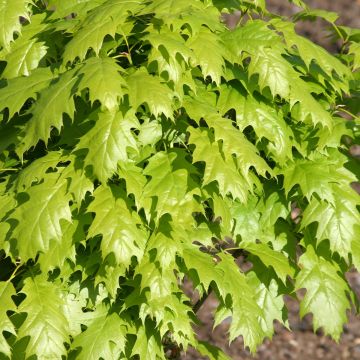 Quercus rubra Haaren - Quercia rossa