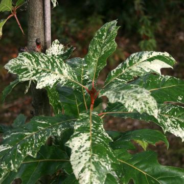 Quercus rubra Wolfsdonk's Pride - Quercia rossa