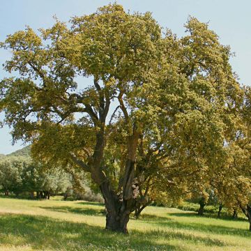 Quercus suber - Quercia da sughero