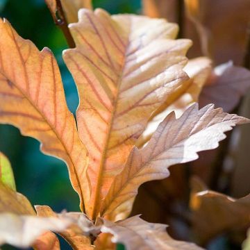 Quercus warei Windcandle - Quercia