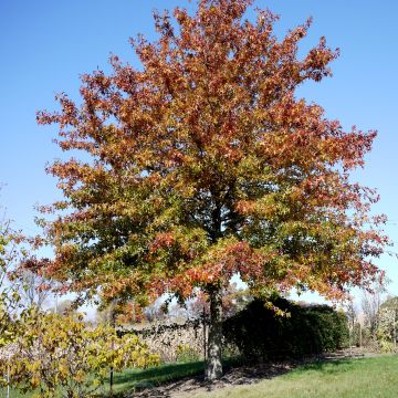 Quercus palustris - Quercia palustre