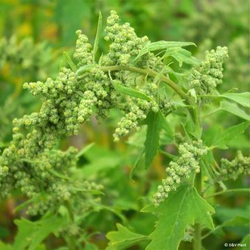 Chenopodium quinoa - Quinoa